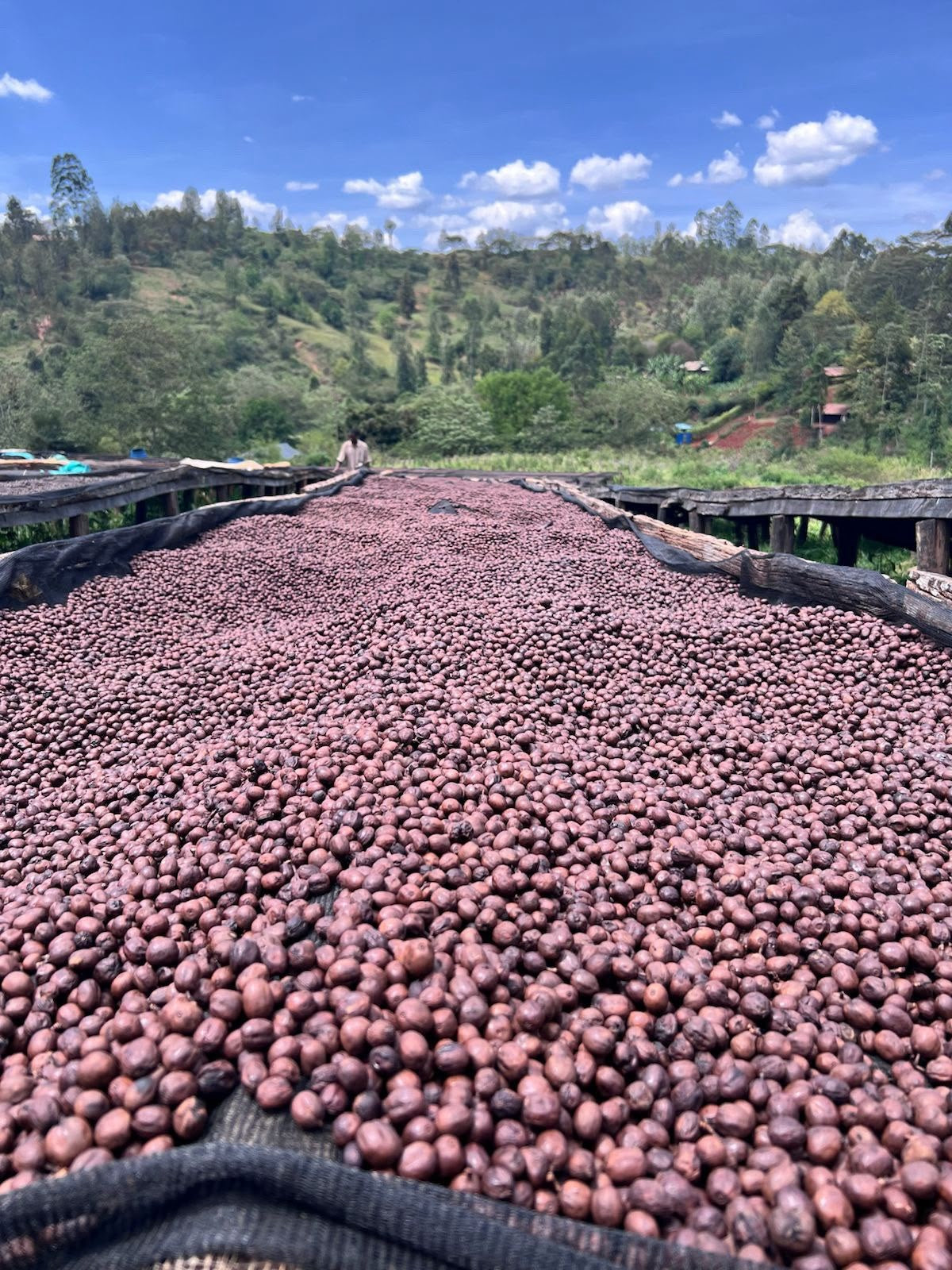 Special No.1 SINGLE ORIGIN